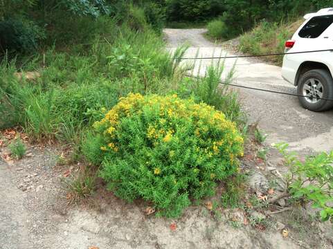 صورة Hypericum lobocarpum Gattinger