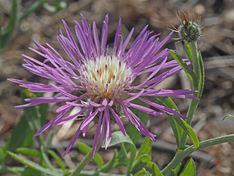 Plancia ëd Volutaria muricata (L.) Maire