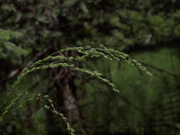 Image of Tall Manna Grass