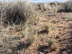 Plancia ëd Muhlenbergia arenacea (Buckley) Hitchc.