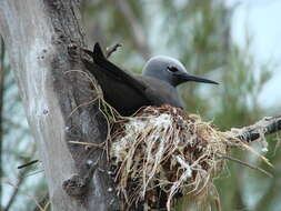 Anous tenuirostris (Temminck 1823) resmi