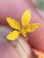 Image of Physostemon guianense (Aubl.) Malme