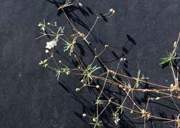 Image of Thread-Stem Carpetweed