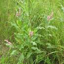 Image de Persicaria amphibia var. emersa (Michx.) J. C. Hickman