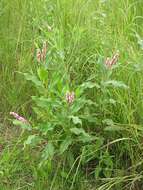 Sivun Persicaria amphibia var. emersa (Michx.) J. C. Hickman kuva