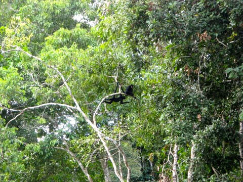 Image of Black-faced Black Spider Monkey