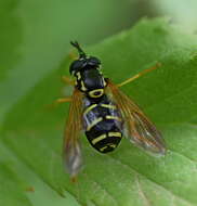 Image de Chrysotoxum vernale Loew 1841