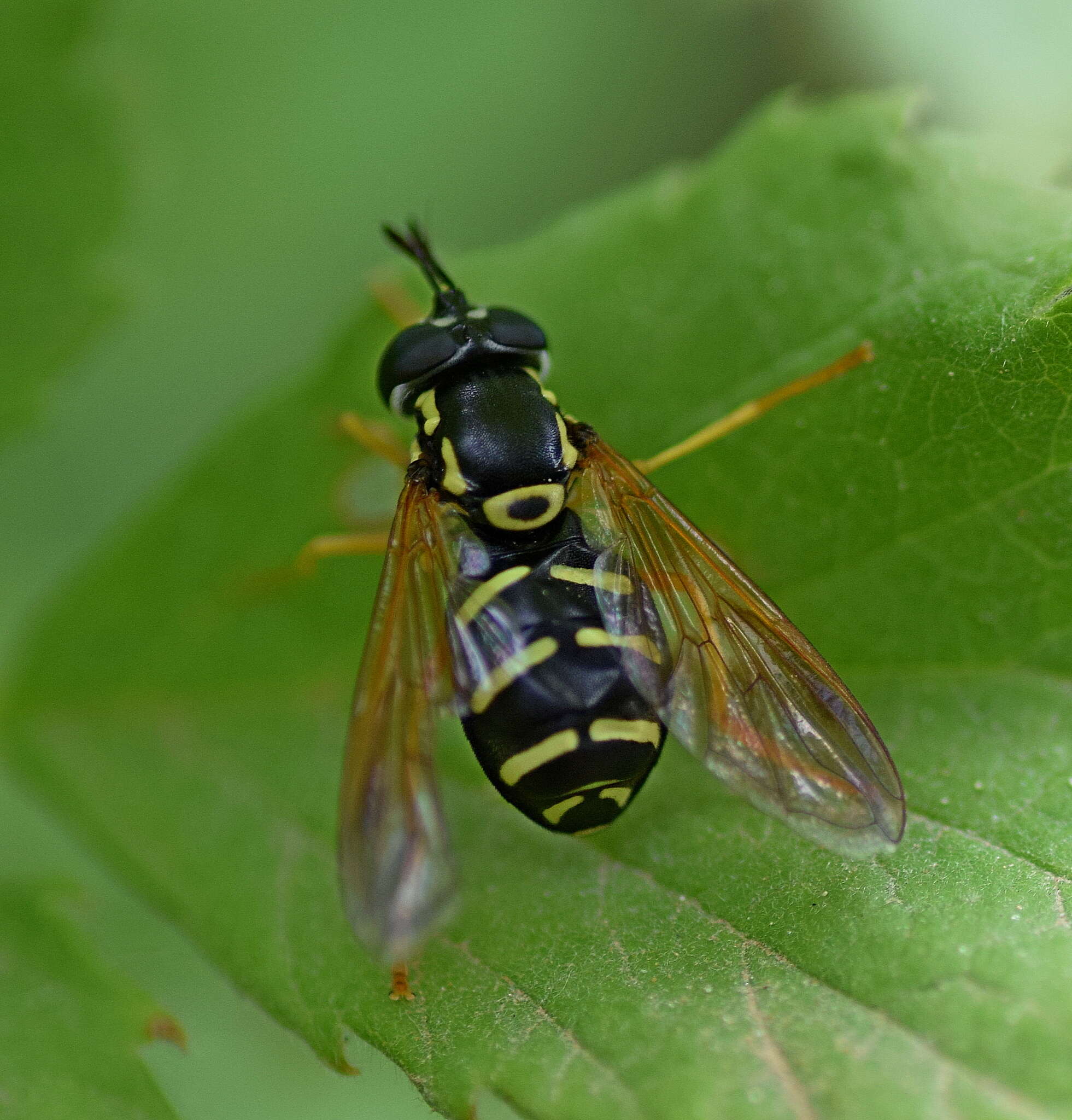 Image de Chrysotoxum vernale Loew 1841