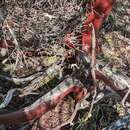 Image de Arctostaphylos bakeri subsp. bakeri