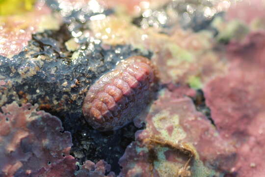 Image of lined red chiton