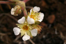 Image de Ivesia sericoleuca (Rydb.) Rydb.