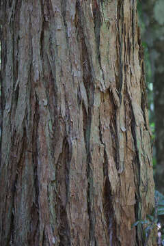 Imagem de Eucalyptus acmenoides Schauer