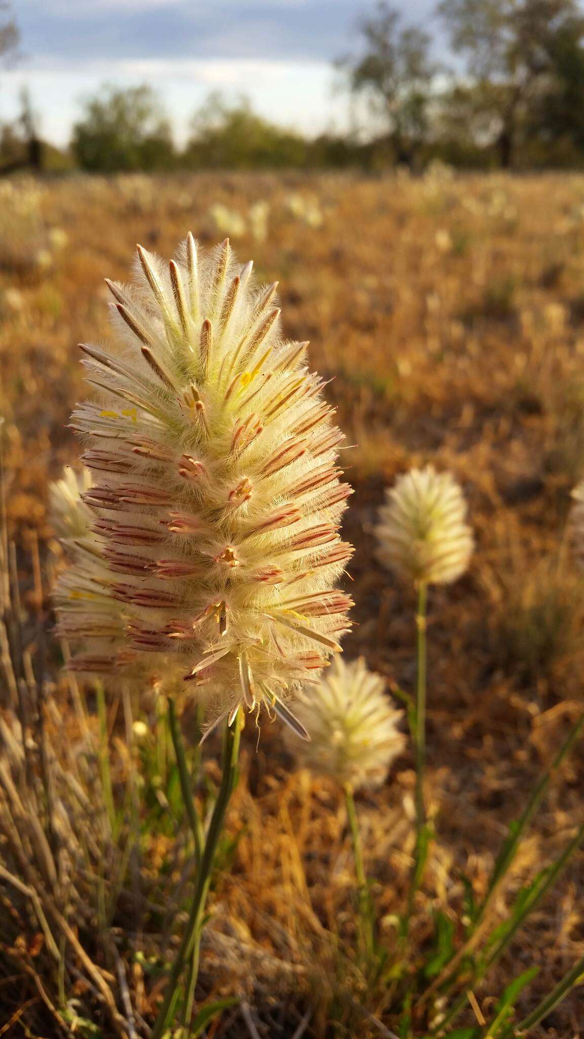 صورة <i>Ptilotus macrocephalus</i>