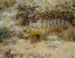 Image of Mystery blenny