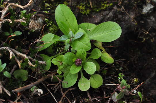 Image of Valeriana congesta (Lindl.) Byng & Christenh.