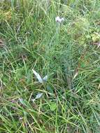 Plancia ëd Antennaria pulcherrima (Hook.) Greene