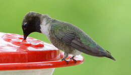 Image of Black-chinned Hummingbird