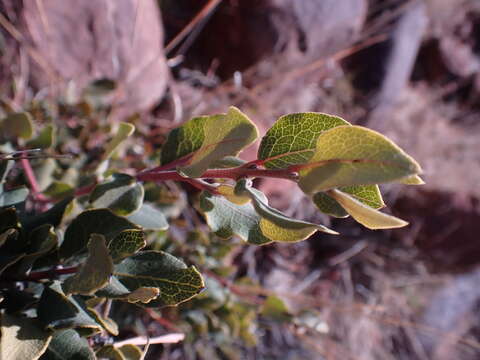 Euclea crispa subsp. ovata (Burch.) F. White的圖片