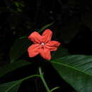 Imagem de Ruellia schnellii D. C. Wassh.