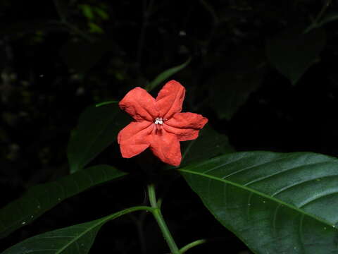 Imagem de Ruellia schnellii D. C. Wassh.