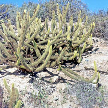 Image of snakecactus