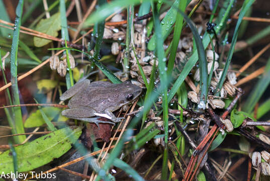 Image of Cajun Chorus Frog