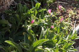 Plancia ëd Echium rosulatum subsp. davaei (Rouy) Coutinho