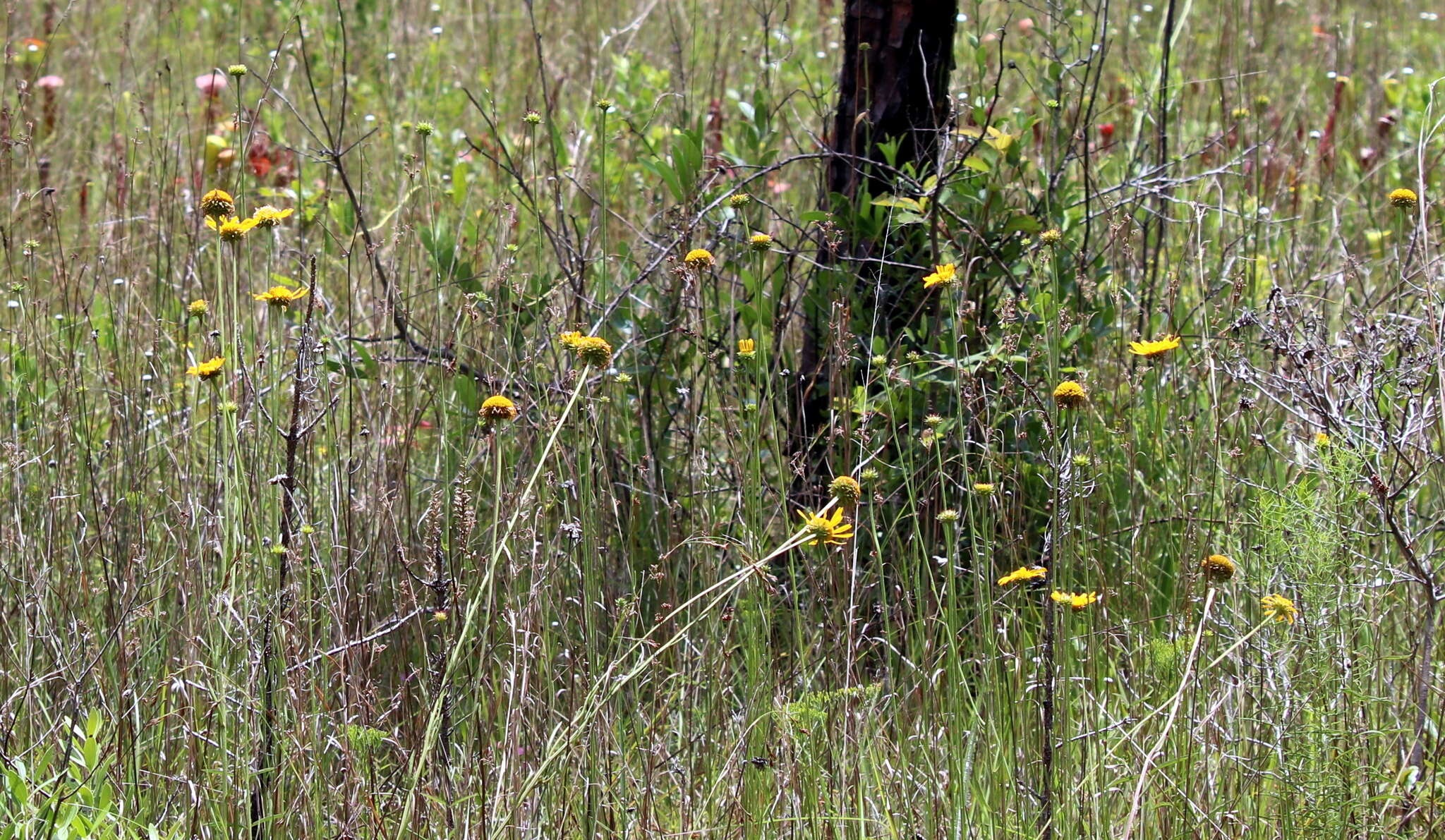 Image of oneflower honeycombhead