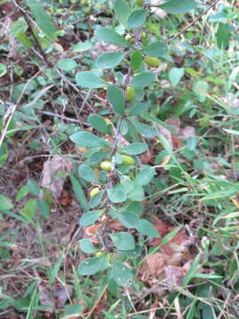 Image of Japanese barberry