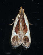 Image of Cream-bordered Dichomeris