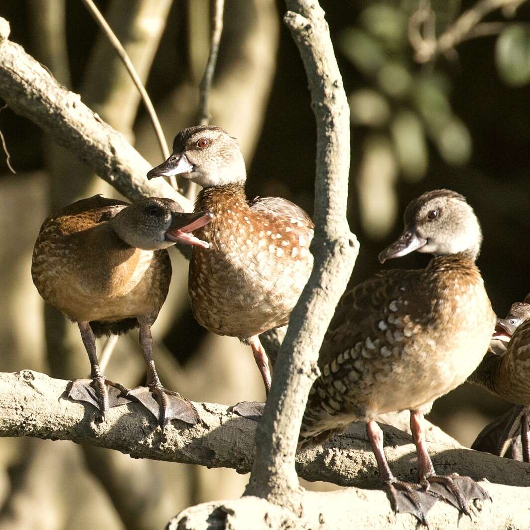 Imagem de Dendrocygna guttata Schlegel 1866