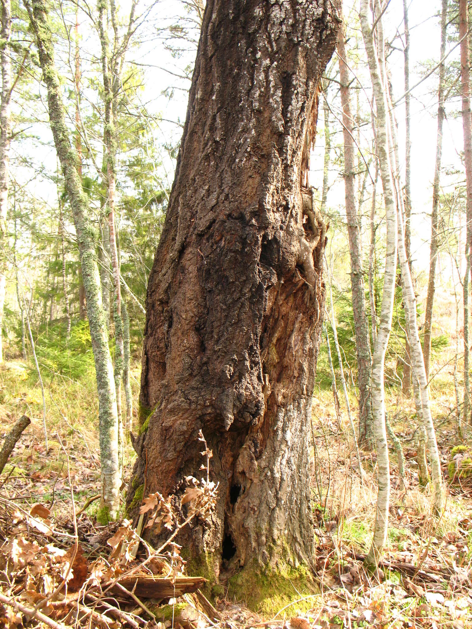 Image of Common Aspen