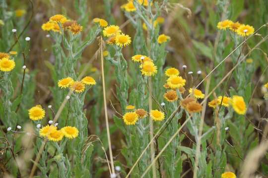 Image of common fleabane