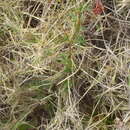 Image of Pelargonium columbinum Jacq.