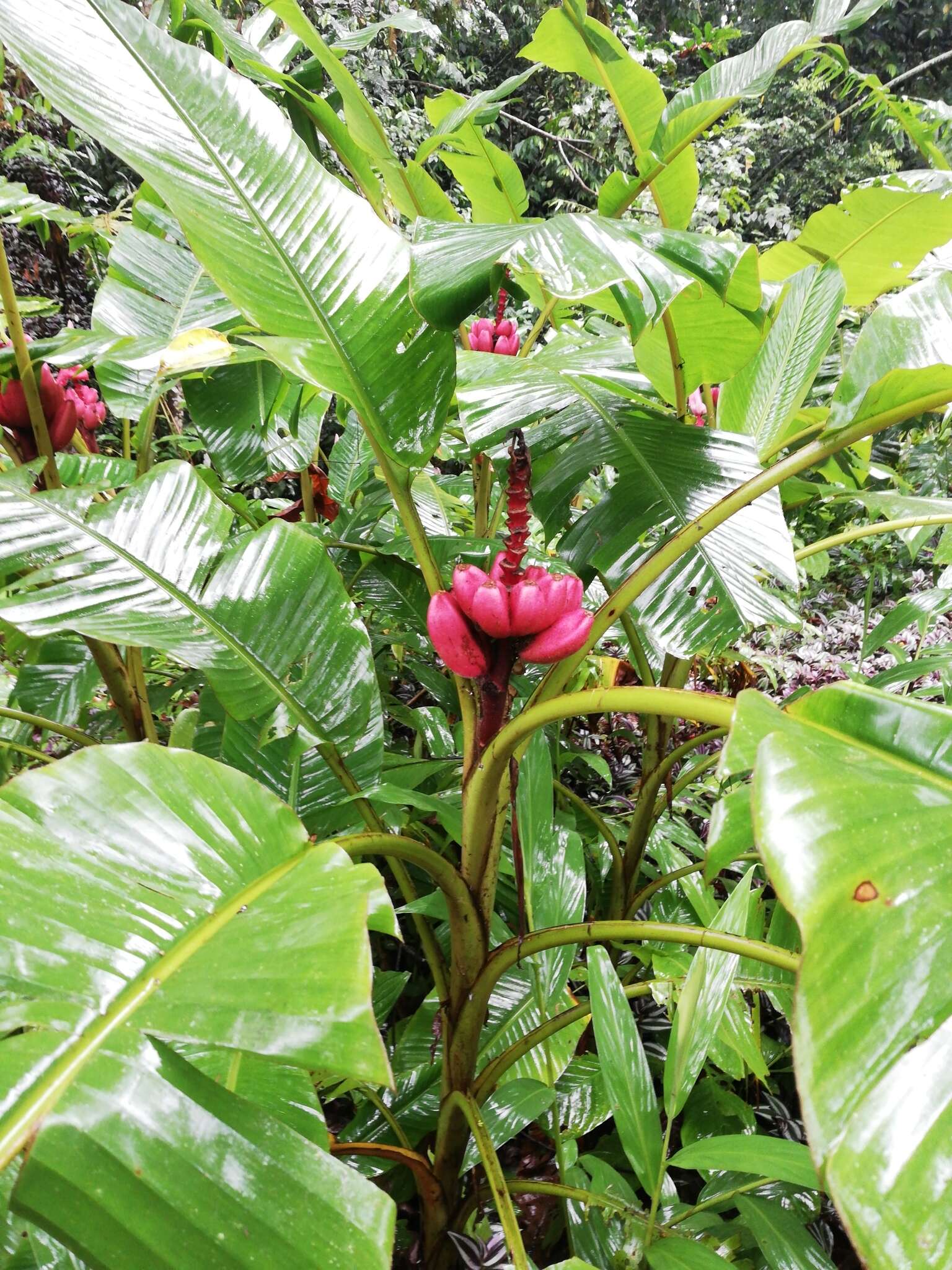 Image of hairy banana