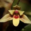 Image of Maxillaria estradae Dodson