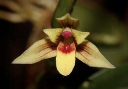 Image of Maxillaria estradae Dodson