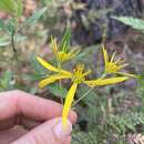 Image of coastal plain crownbeard