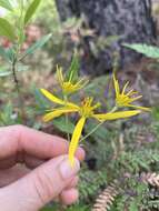 Image of coastal plain crownbeard