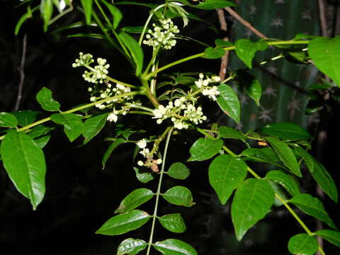 Plancia ëd Trichilia americana (Sessé & Mociño) T. D. Pennington