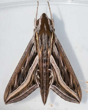 Image of Vine Hawk-Moth