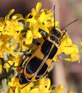 Image of Epicauta (Epicauta) stuarti Le Conte 1868