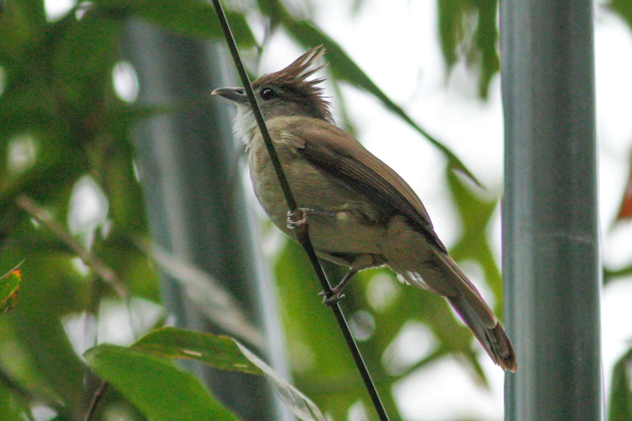 Imagem de Alophoixus ochraceus (Moore & F 1854)