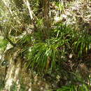 Image of Agapanthus praecox subsp. minimus (Lindl.) F. M. Leight.
