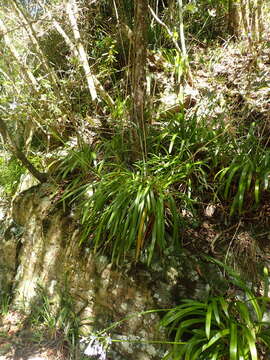 Image of Agapanthus praecox subsp. minimus (Lindl.) F. M. Leight.