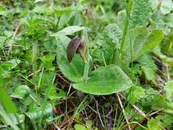 Image de Cypripedium elegans Rchb. fil.