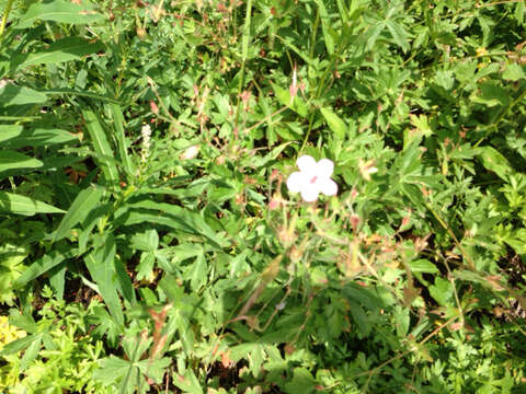 Imagem de Geranium richardsonii Fisch. & Trautv. ex Fisch., C. A. Mey. & Trautv.