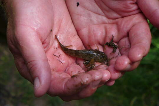 Image of Bullhead