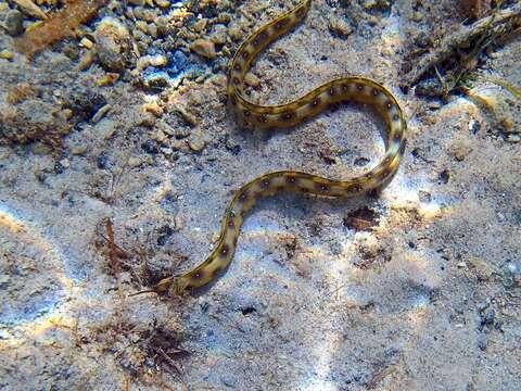 Image of Dark-spotted Snake Eel