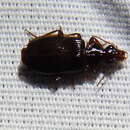 Image of Ground beetle